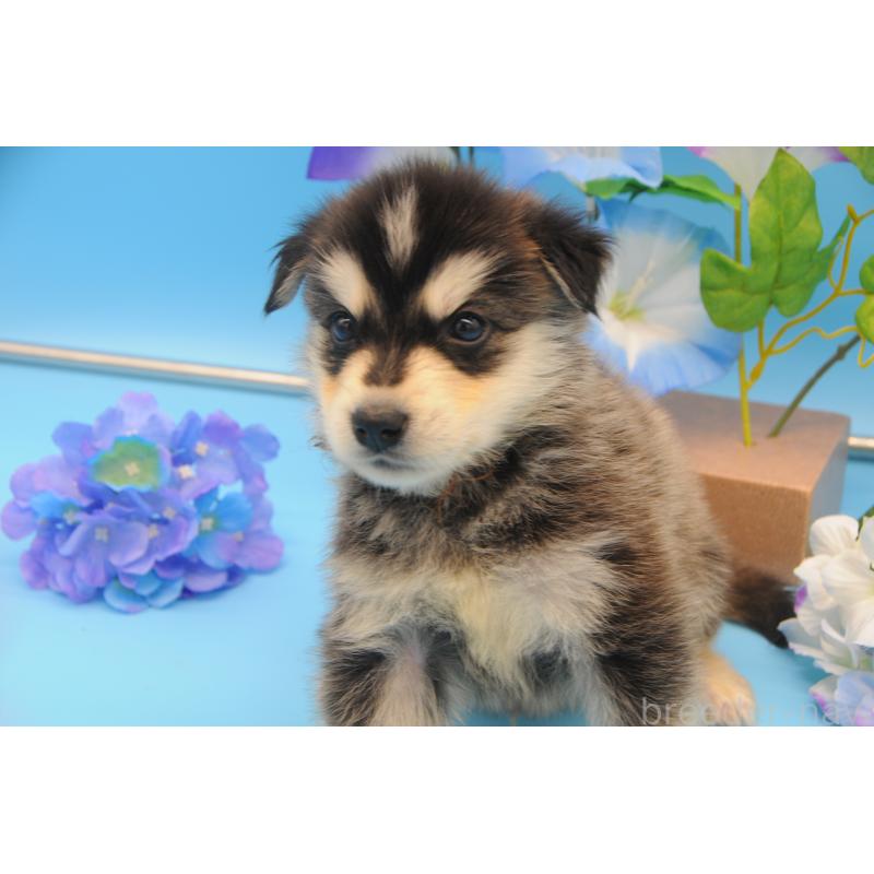 販売中の岡山県のミックス犬-399889の5枚目